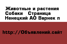 Животные и растения Собаки - Страница 10 . Ненецкий АО,Варнек п.